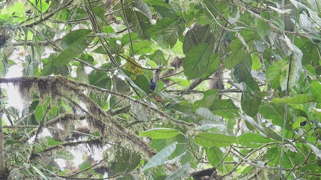 Ecuadorian Seedeater - ML412571591