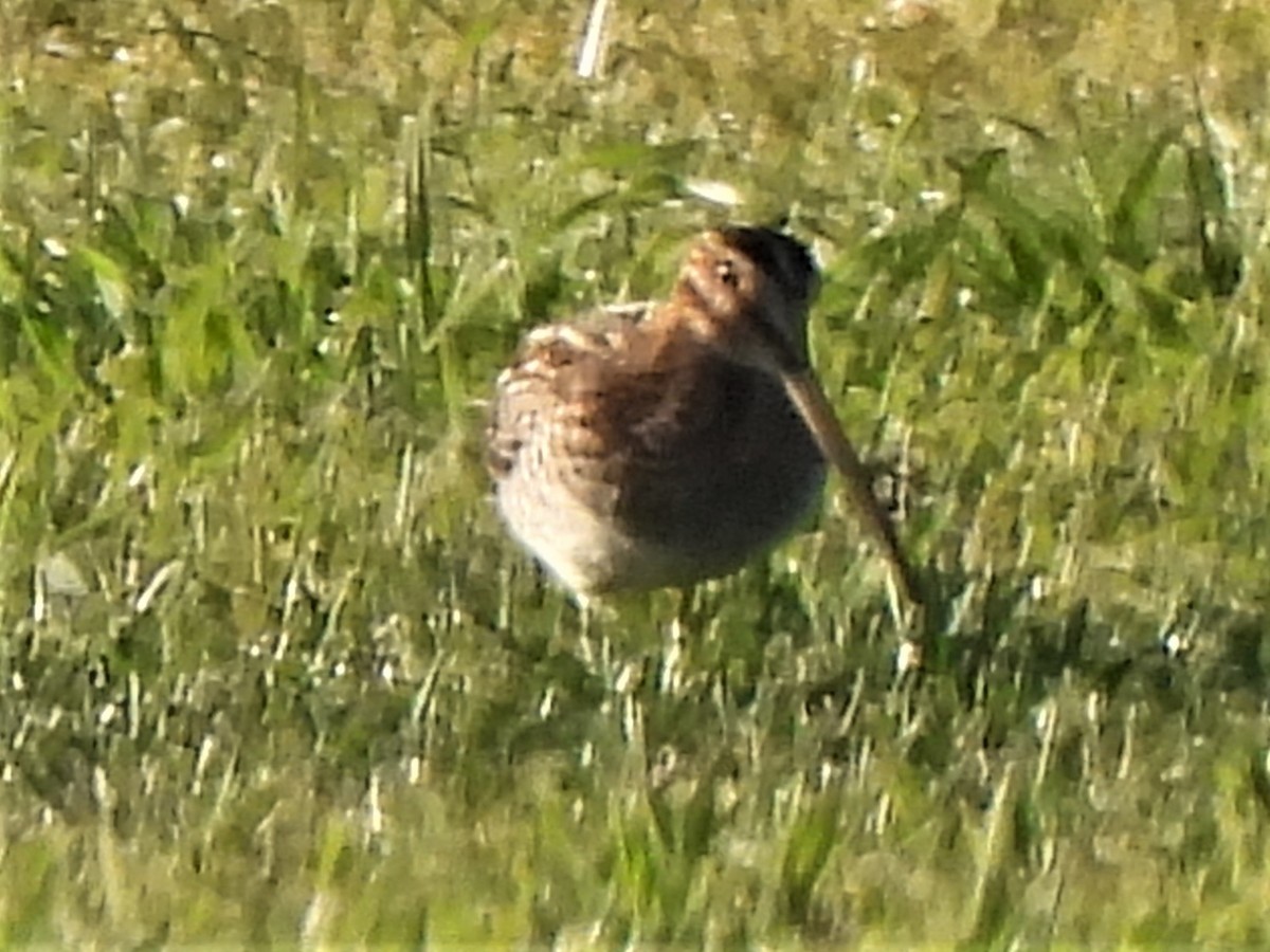 Wilson's Snipe - ML412572021
