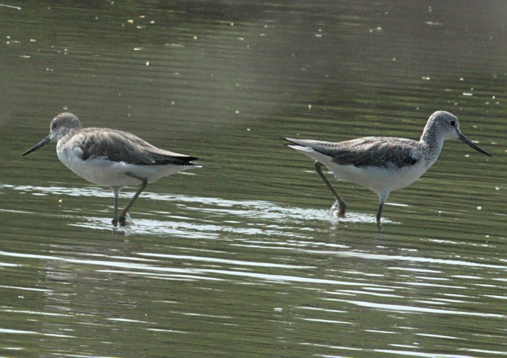 Common Greenshank - ML412572531