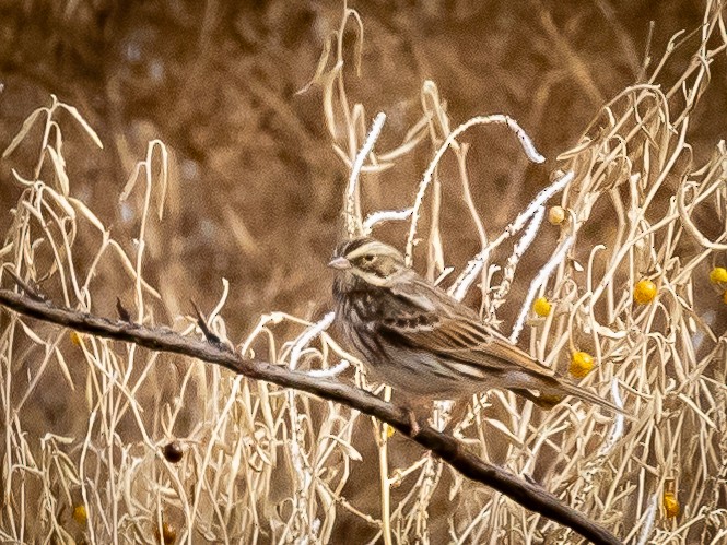 Savannah Sparrow (Savannah) - ML412572561