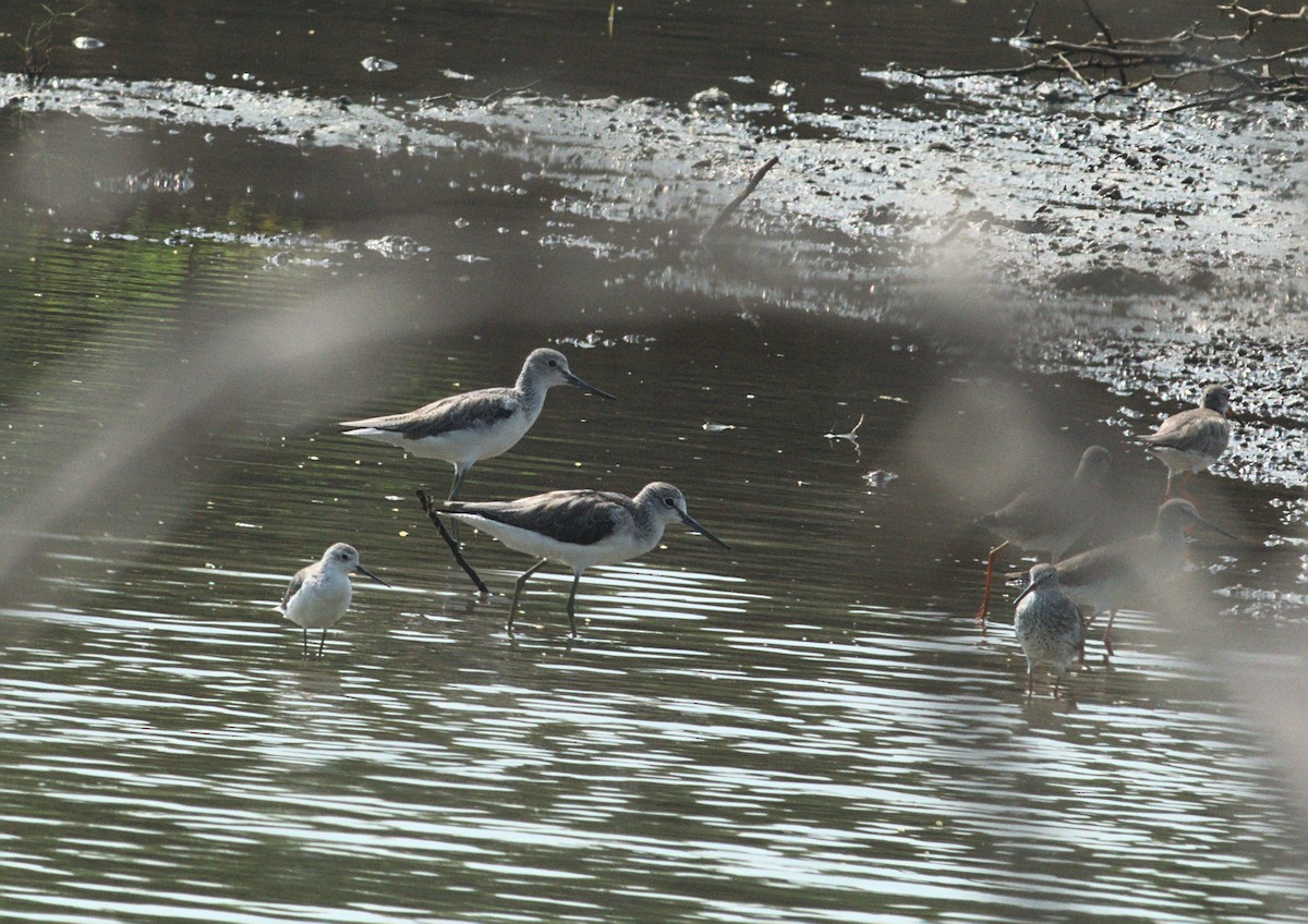 Common Greenshank - ML412572601