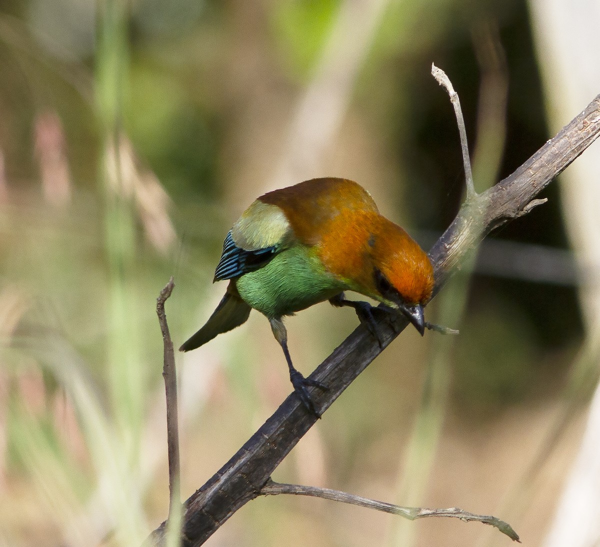 Chestnut-backed Tanager - ML412573721