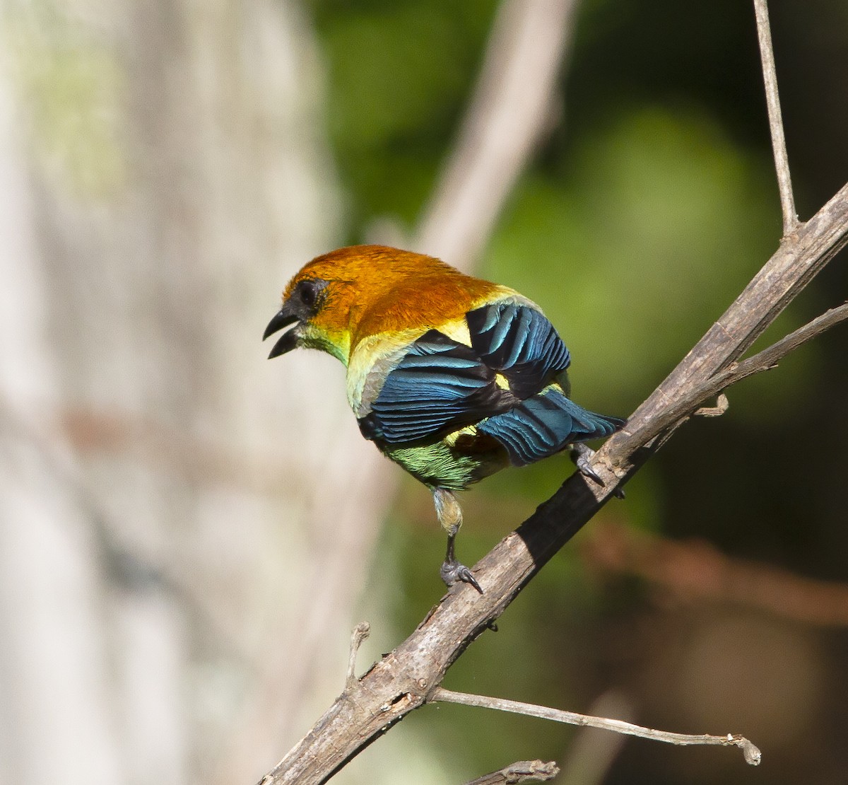 Chestnut-backed Tanager - ML412573731