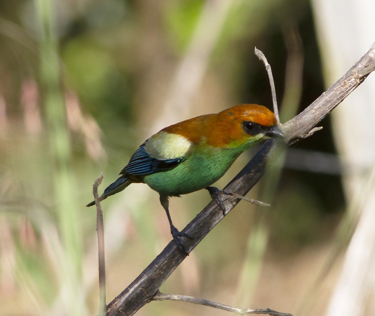 Chestnut-backed Tanager - ML412573751