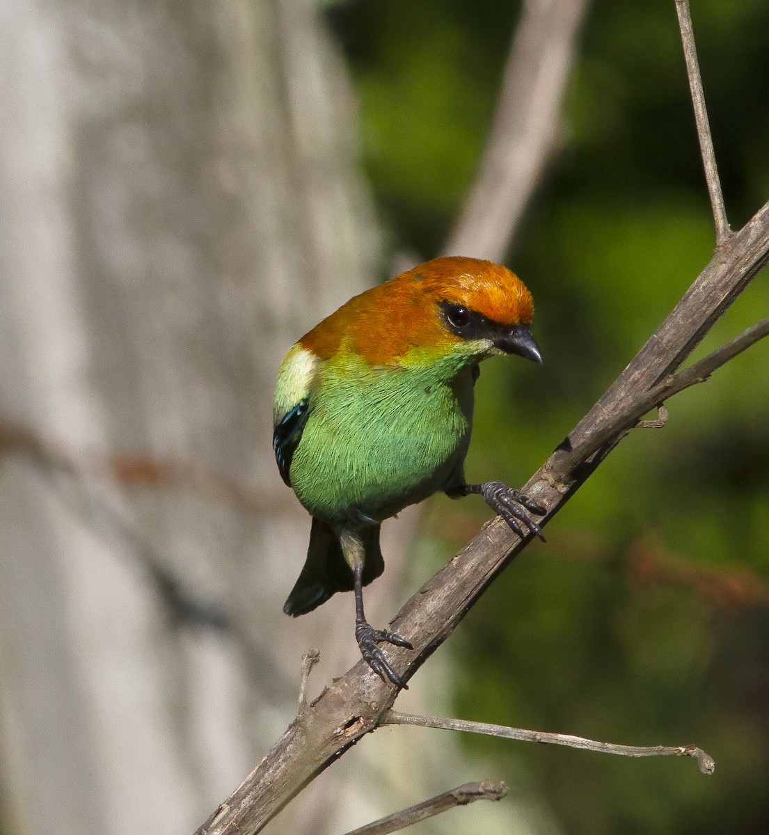 Chestnut-backed Tanager - ML412573781