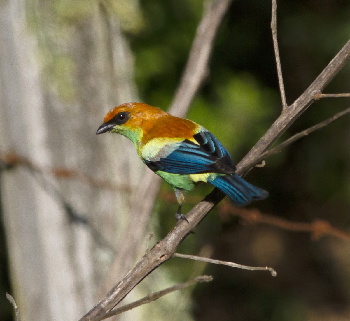 Chestnut-backed Tanager - ML412573791