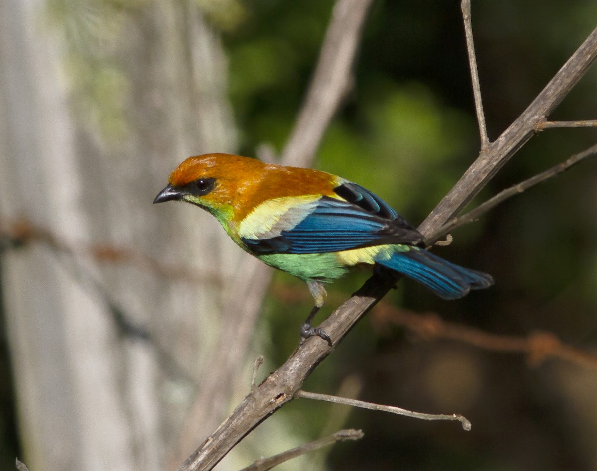 Chestnut-backed Tanager - Gary Rosenberg