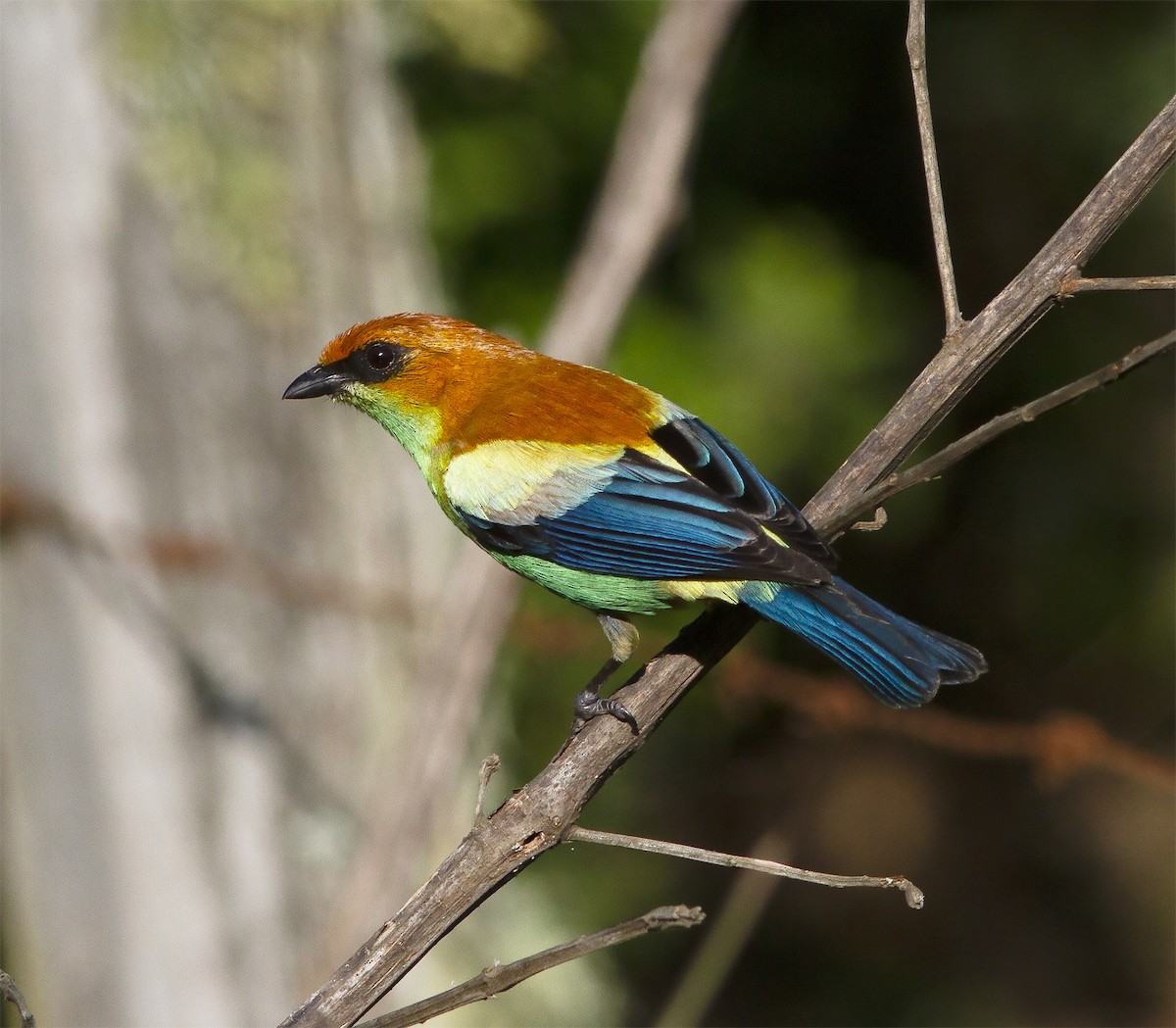 Chestnut-backed Tanager - ML412573841