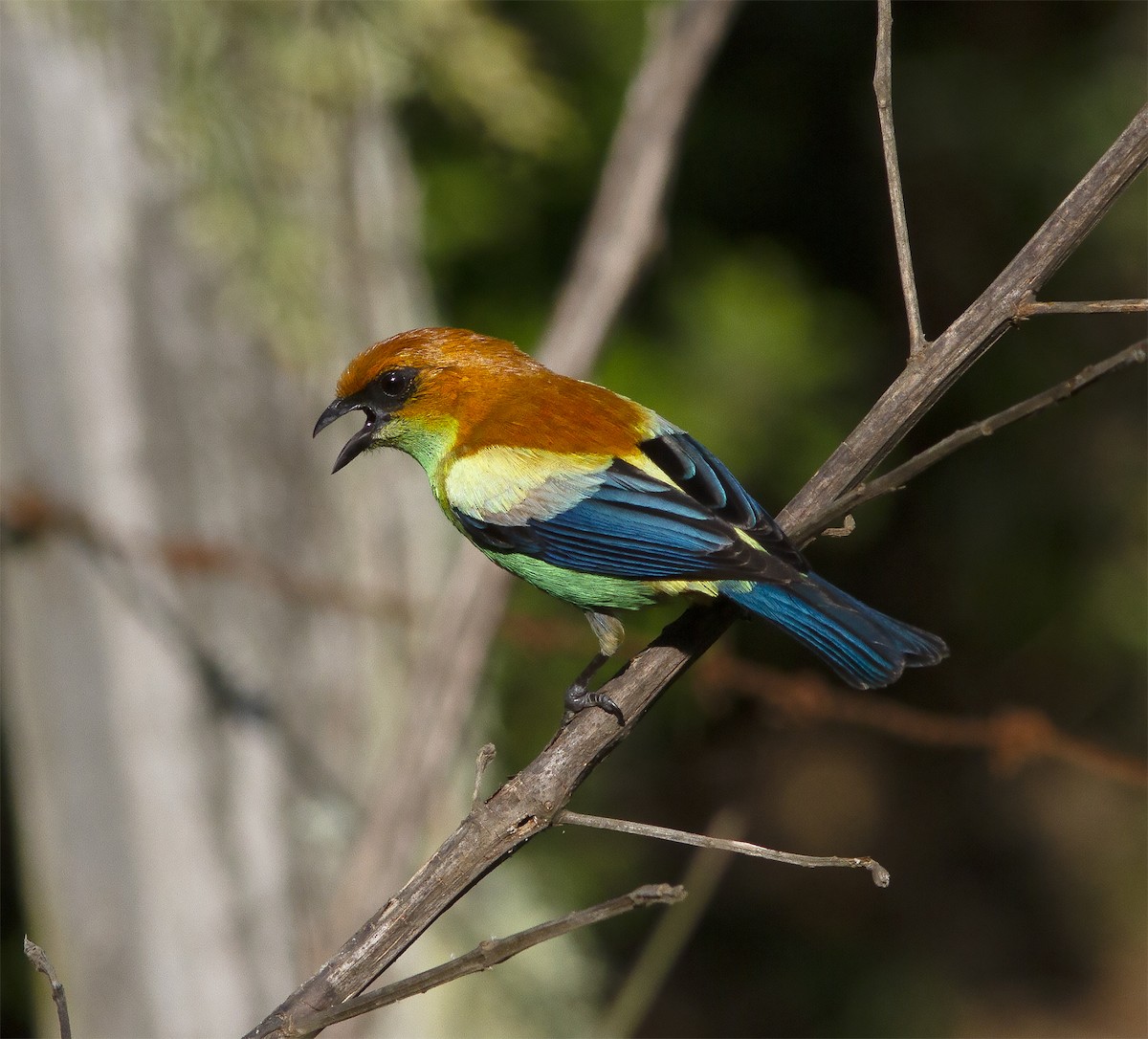 Chestnut-backed Tanager - ML412573851