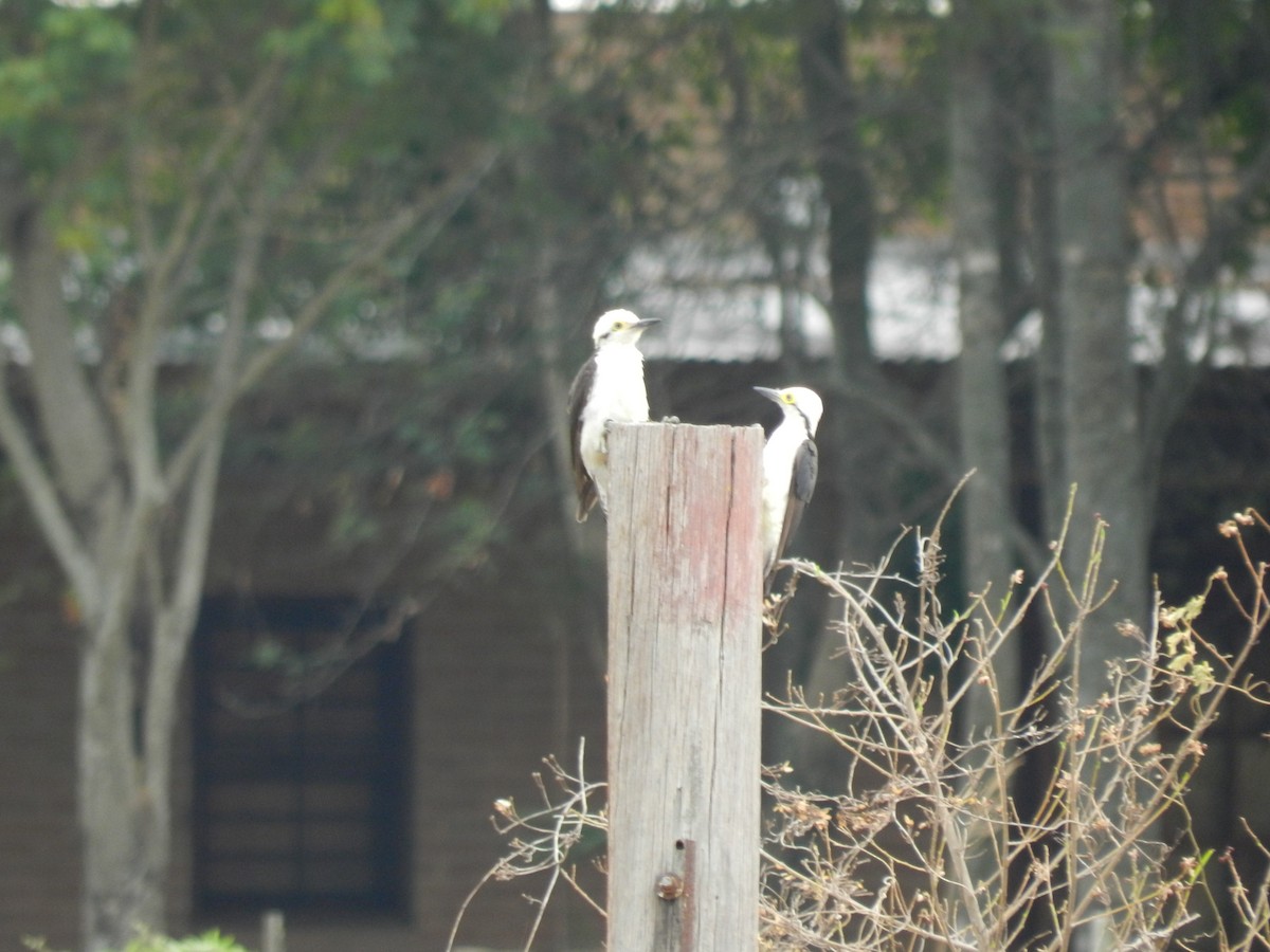 Carpintero Blanco - ML412574401