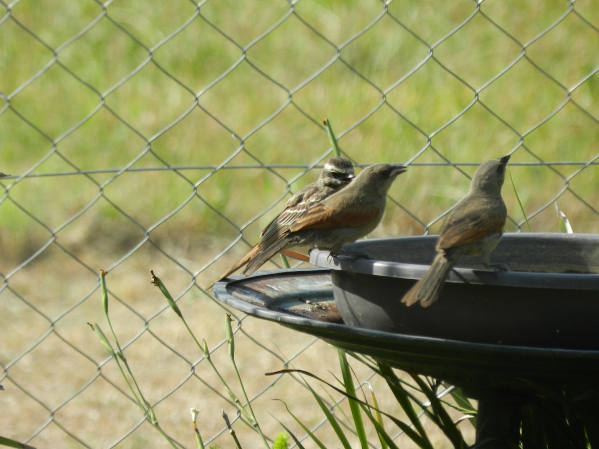 Variegated Flycatcher - ML412576901