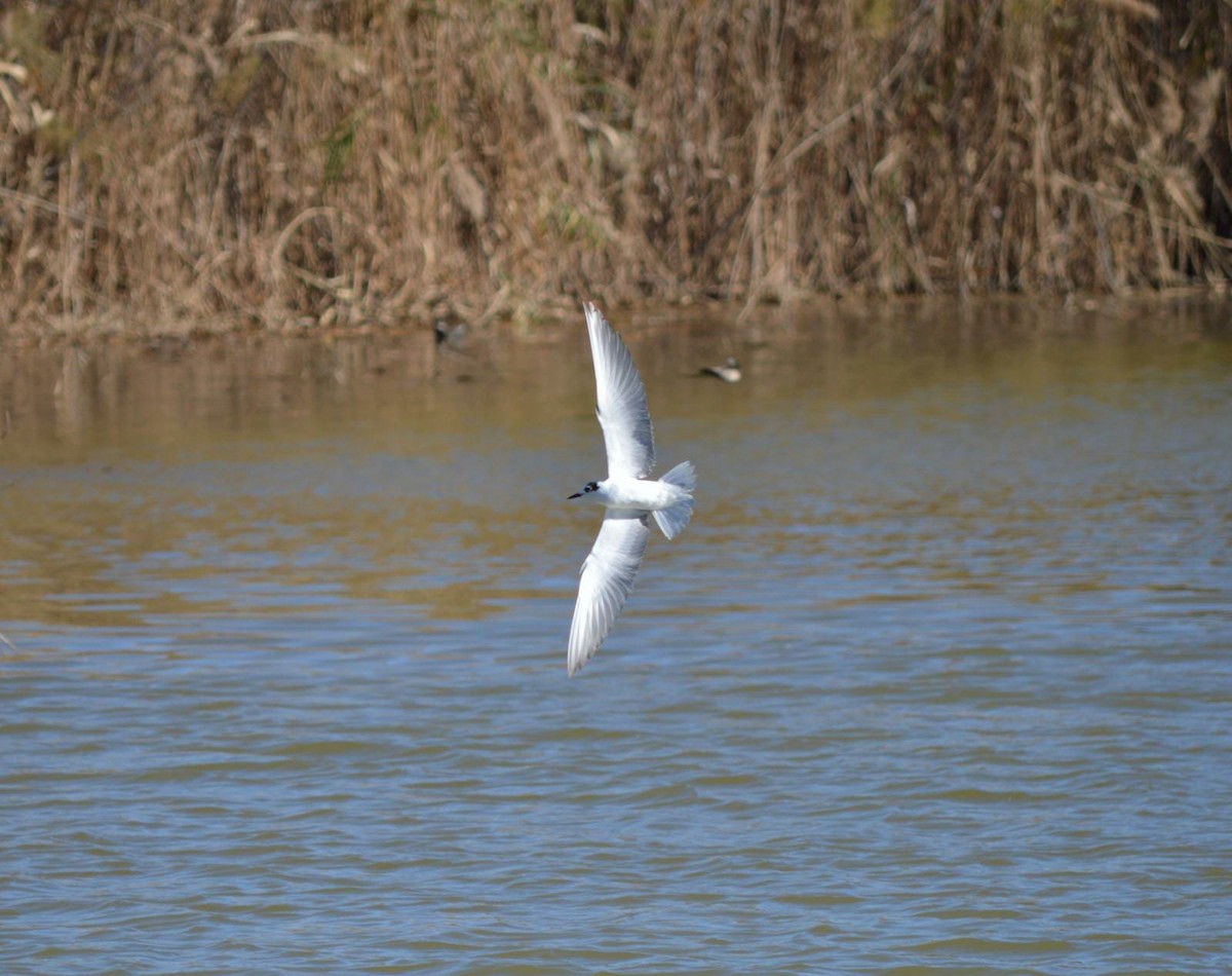 White-winged Tern - ML412578441