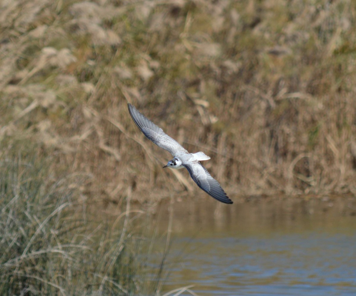 White-winged Tern - ML412578451