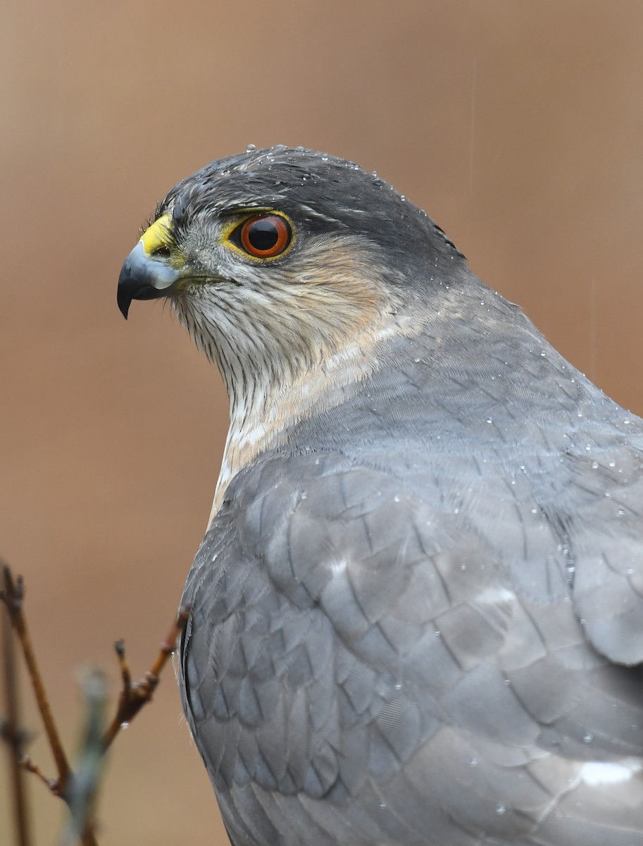 Sharp-shinned Hawk - Pam Perna