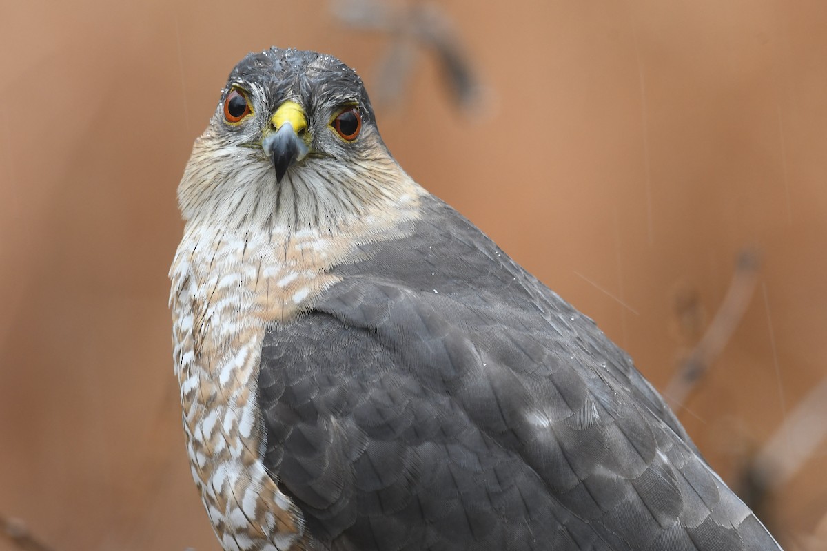 Sharp-shinned Hawk - Pam Perna