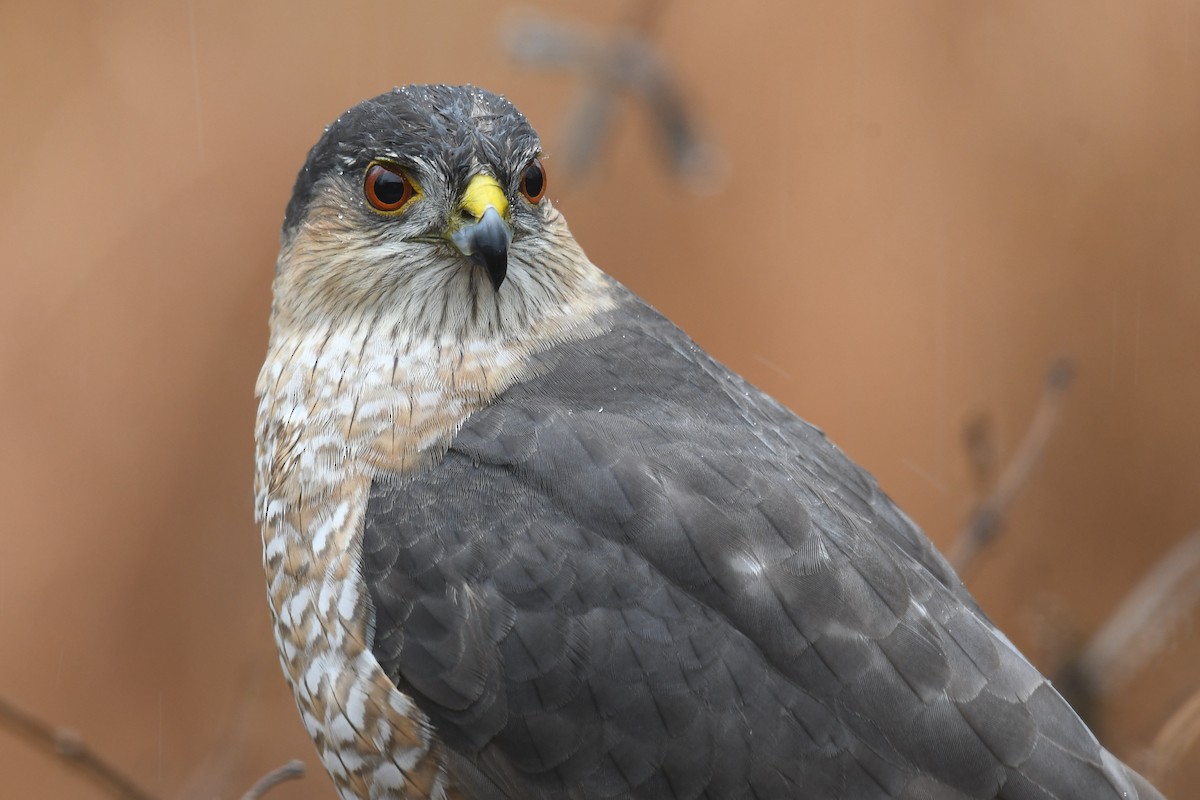 Sharp-shinned Hawk - Pam Perna