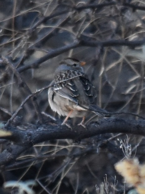 White-crowned Sparrow - ML412581291