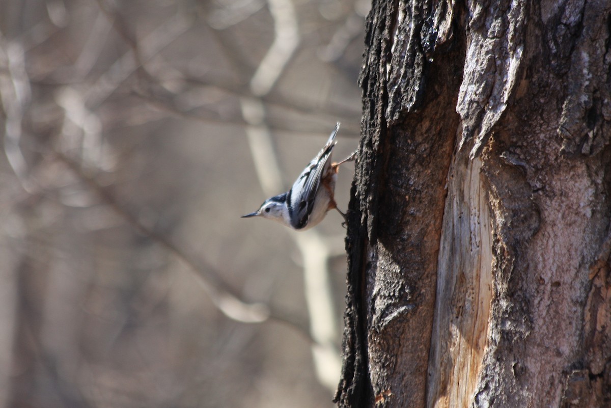 White-breasted Nuthatch - ML412583461