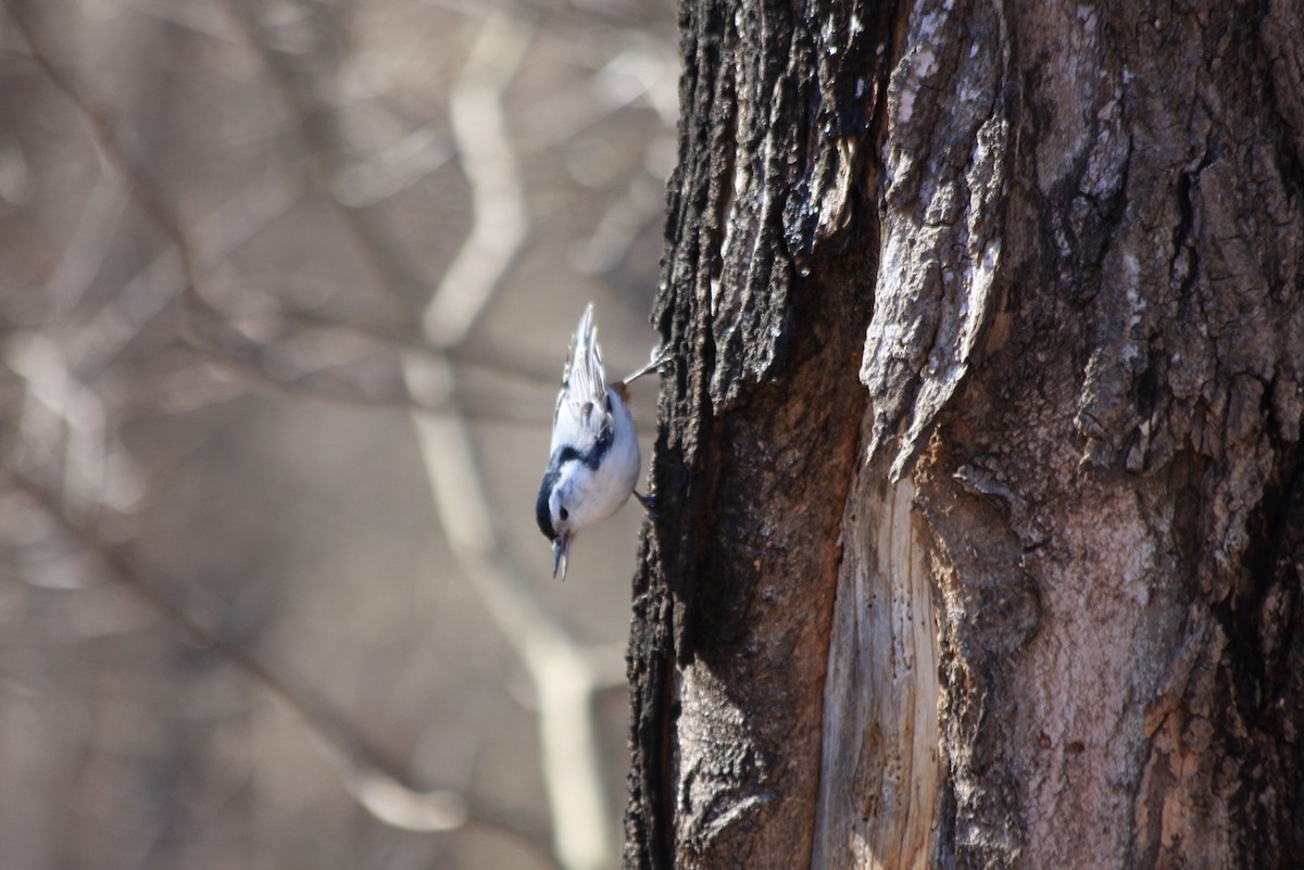White-breasted Nuthatch - ML412583591