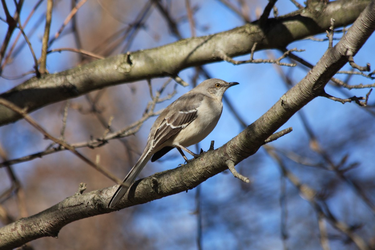 Northern Mockingbird - ML412583771