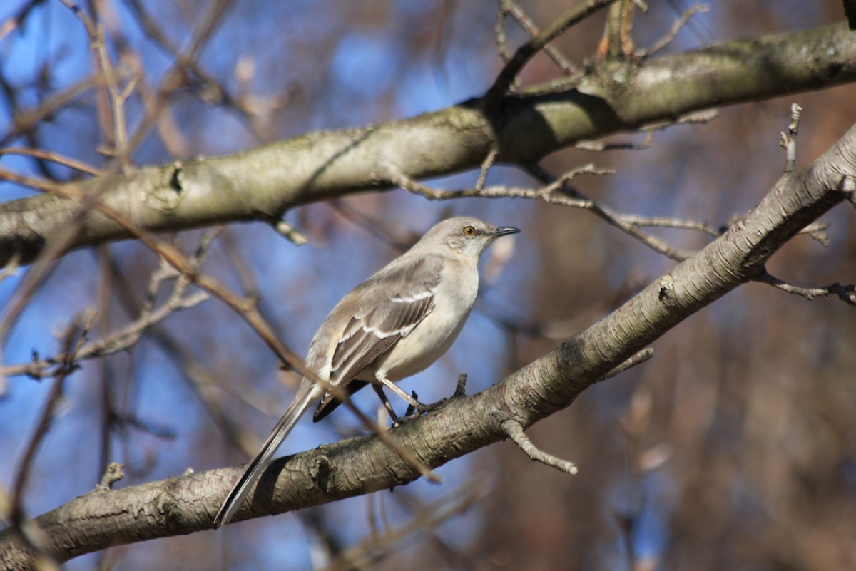 Northern Mockingbird - ML412583821