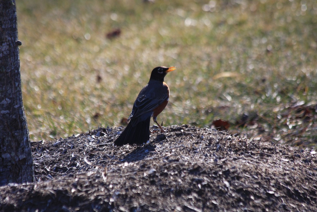 American Robin - ML412583861