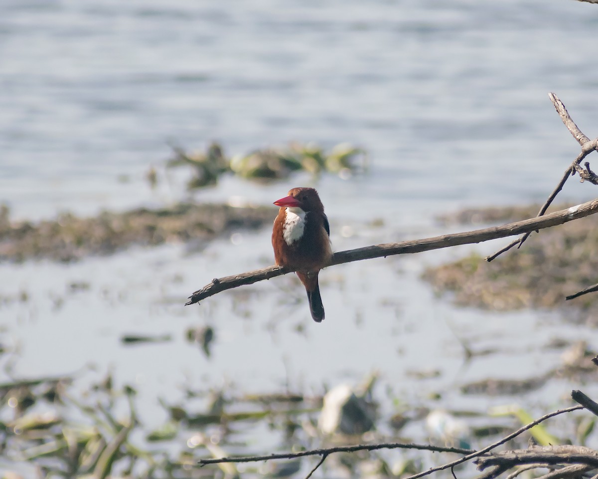 White-throated Kingfisher - ML412583911