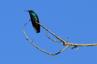 kolibřík zelený - ML412585721