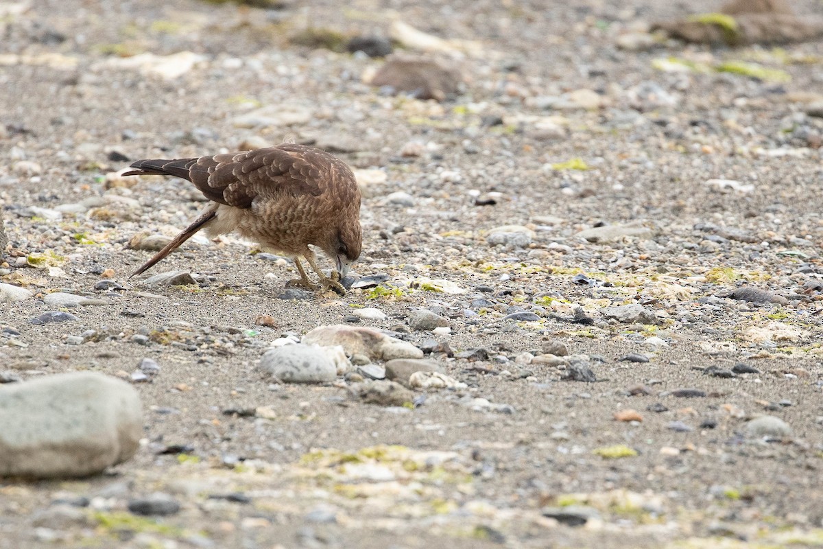 Chimango Caracara - ML412586331