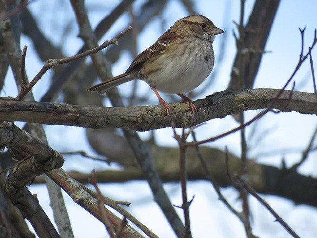 White-throated Sparrow - ML412588071