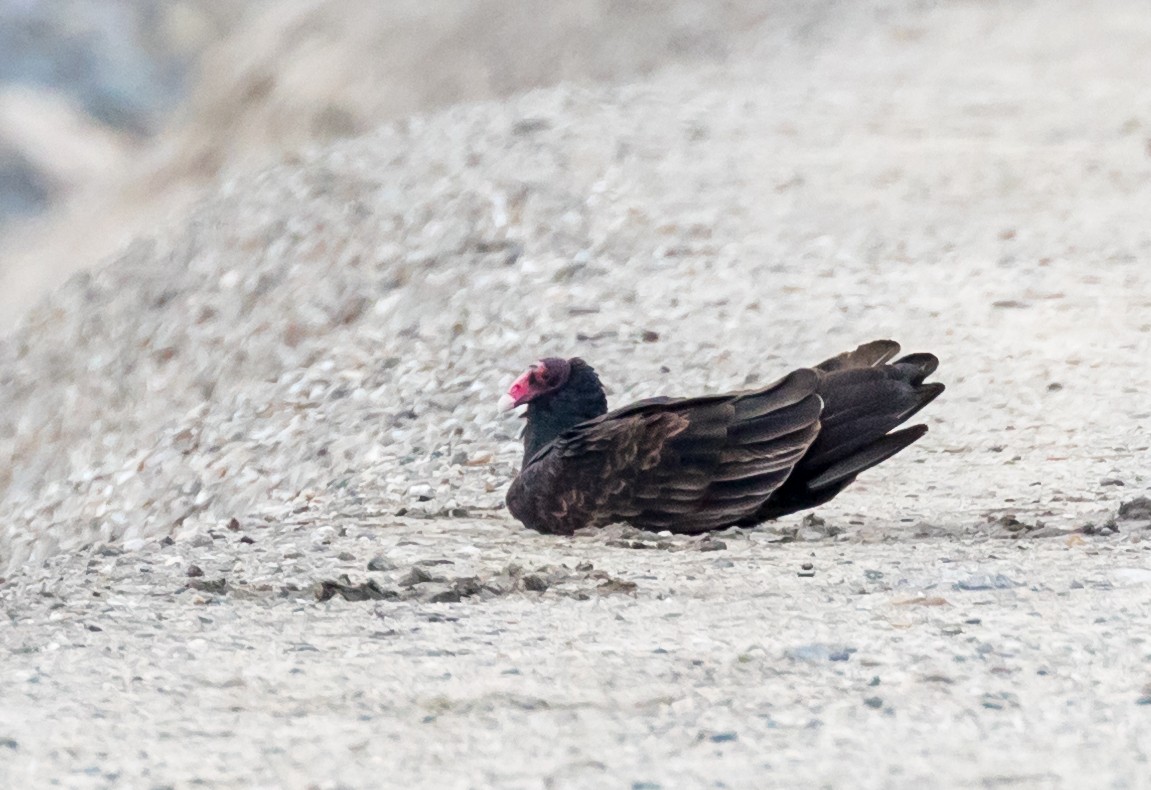 Turkey Vulture - ML41258941