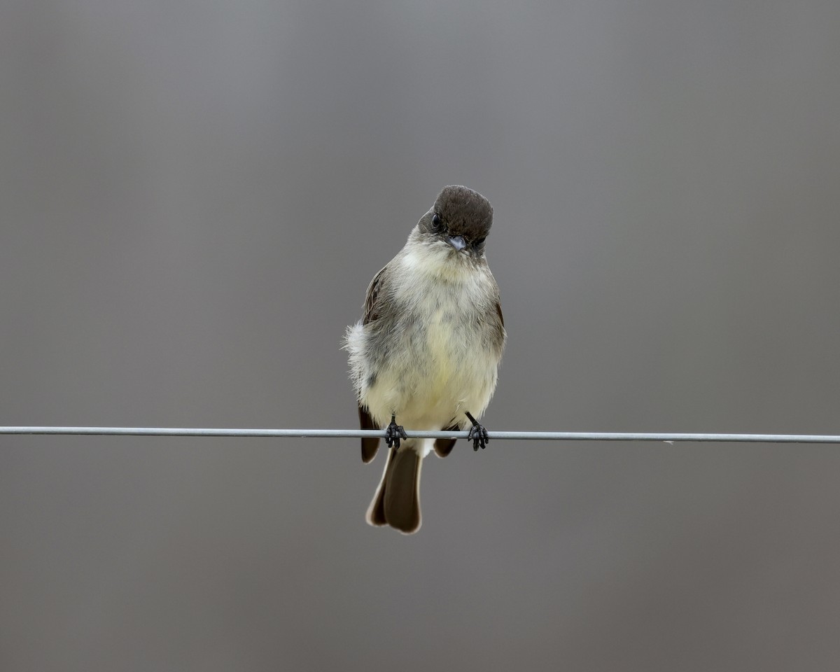 Eastern Phoebe - ML412589801
