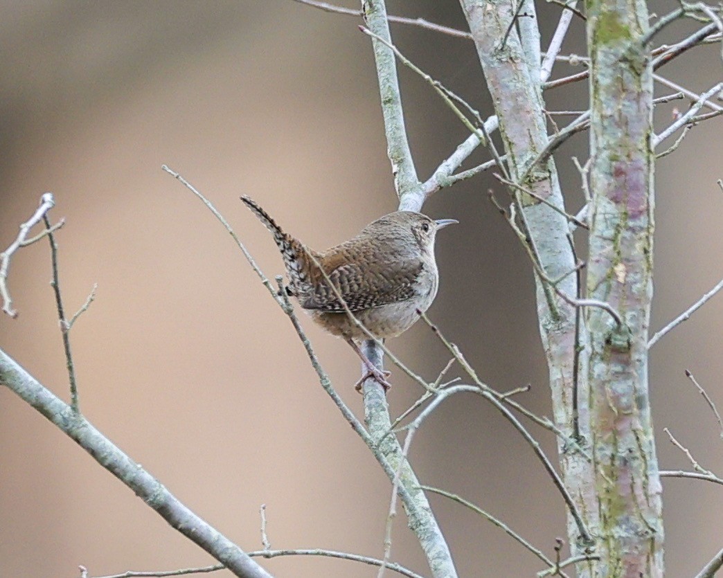 Northern House Wren - ML412589901