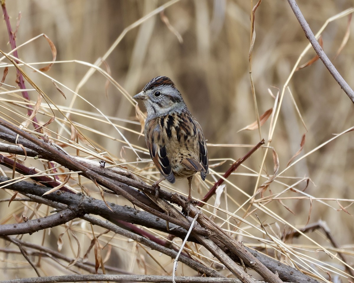 Swamp Sparrow - ML412590061