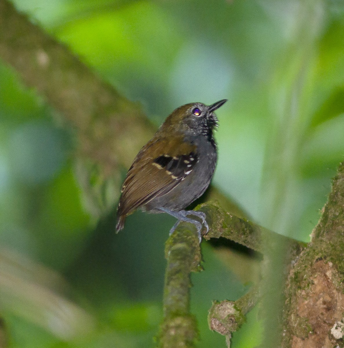 Star-throated Antwren - ML412590101