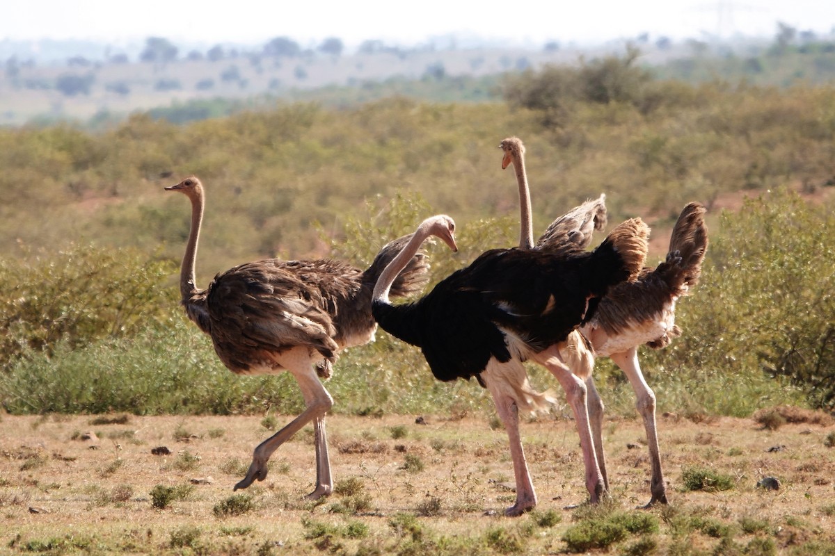 Common Ostrich - Ilya Maclean