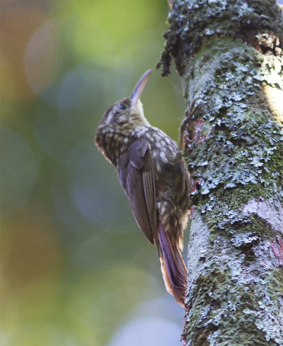 Lesser Woodcreeper - ML412590341