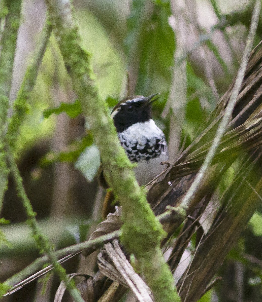 White-bibbed Antbird - ML412590371