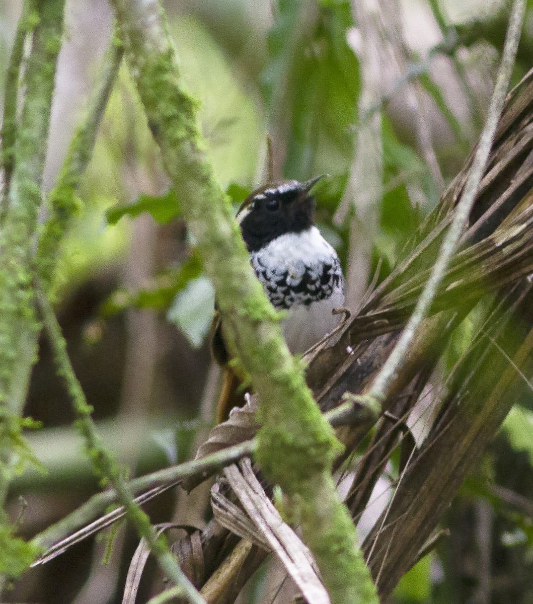 White-bibbed Antbird - ML412590391