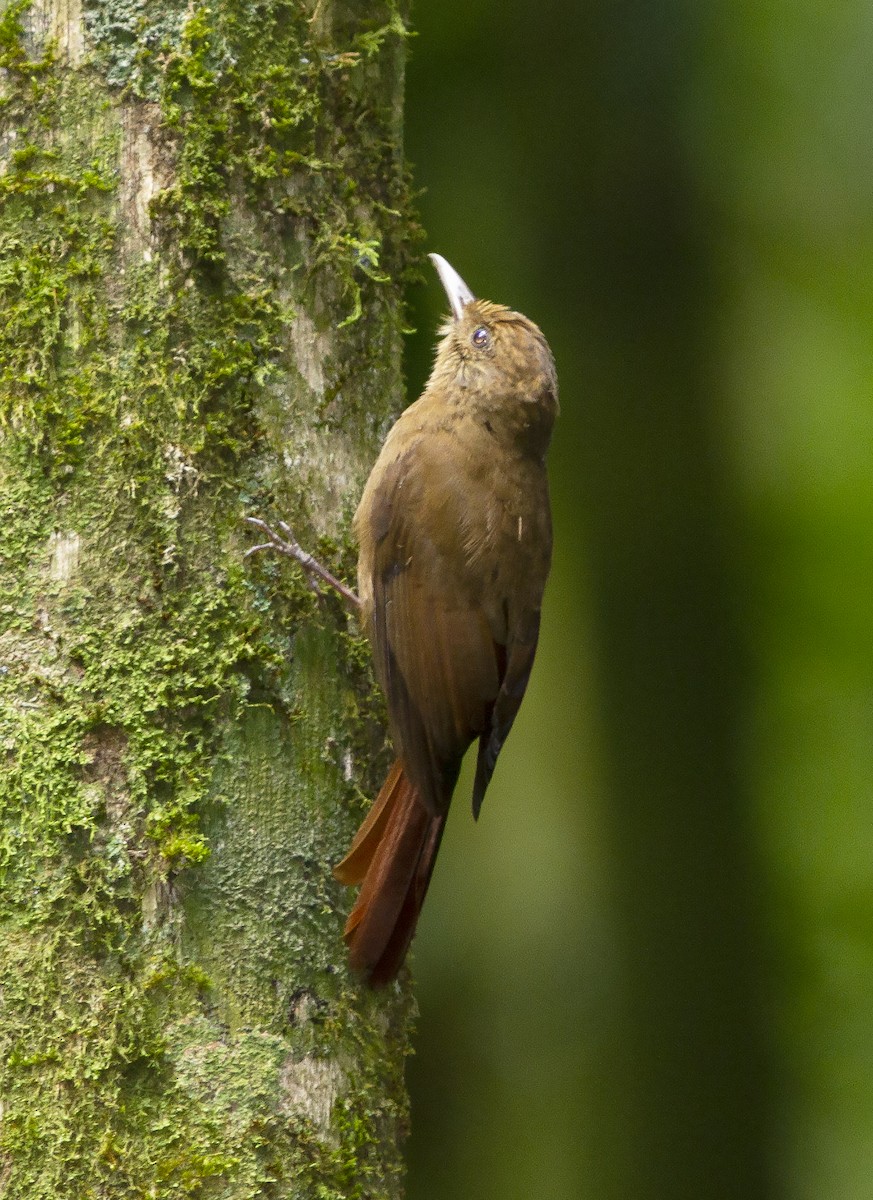 Plain-winged Woodcreeper - Gary Rosenberg