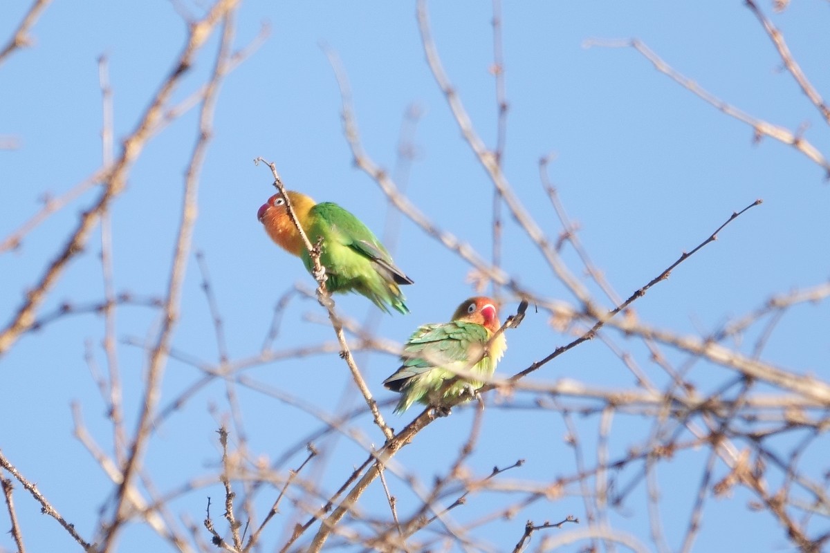 Fischer's x Yellow-collared Lovebird (hybrid) - ML412590511