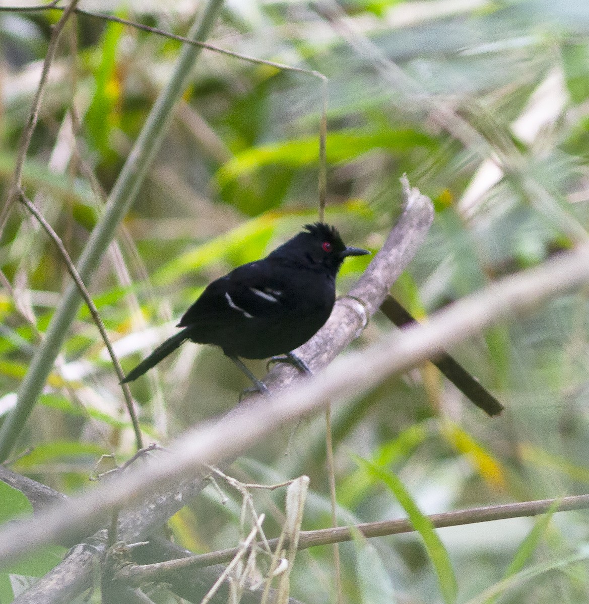 White-shouldered Fire-eye - Gary Rosenberg