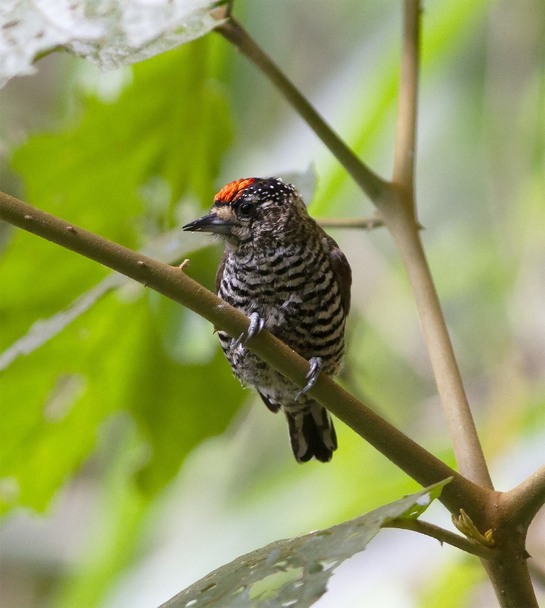 White-barred Piculet - Gary Rosenberg