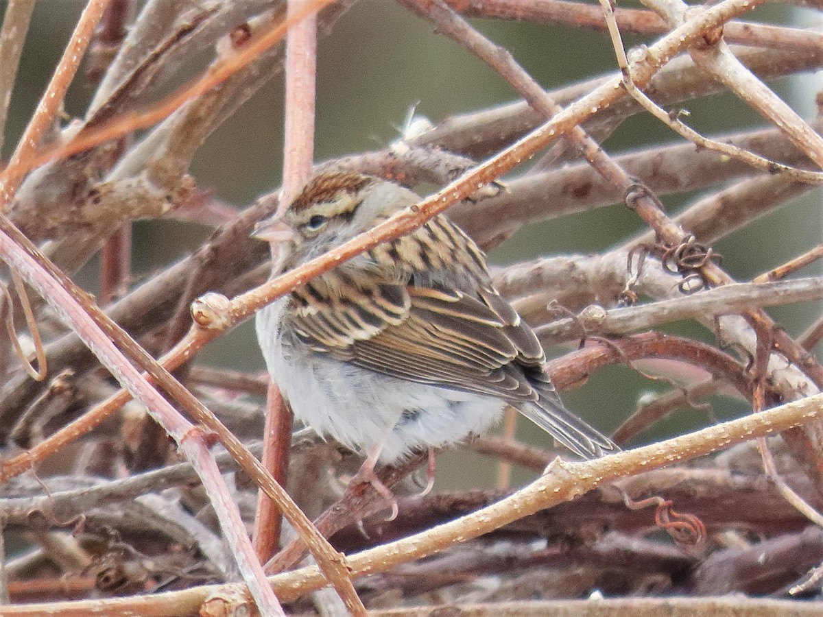 Chipping Sparrow - ML412592001