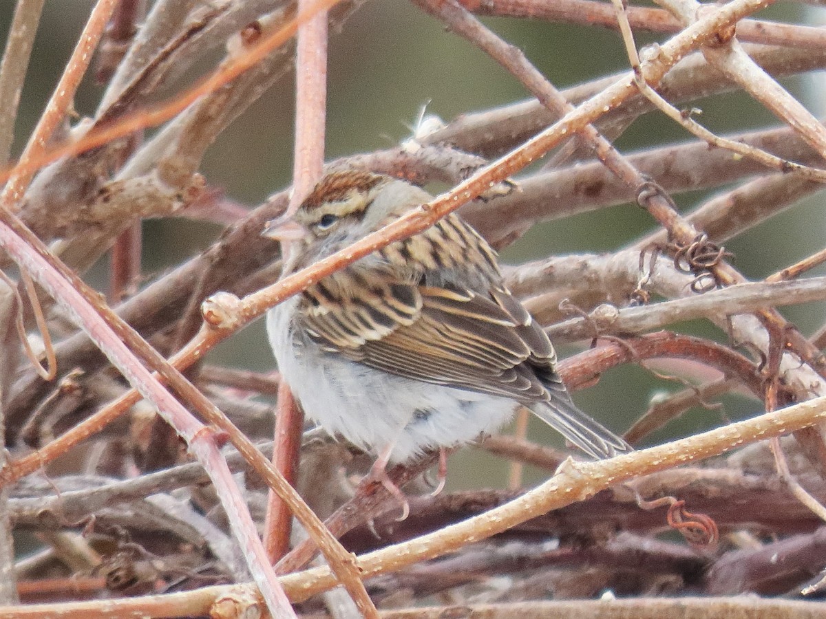 Chipping Sparrow - ML412592011