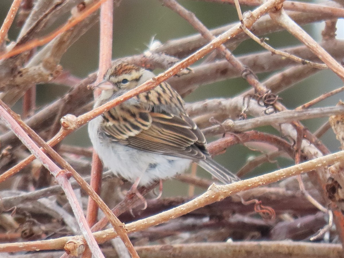 Chipping Sparrow - ML412592021