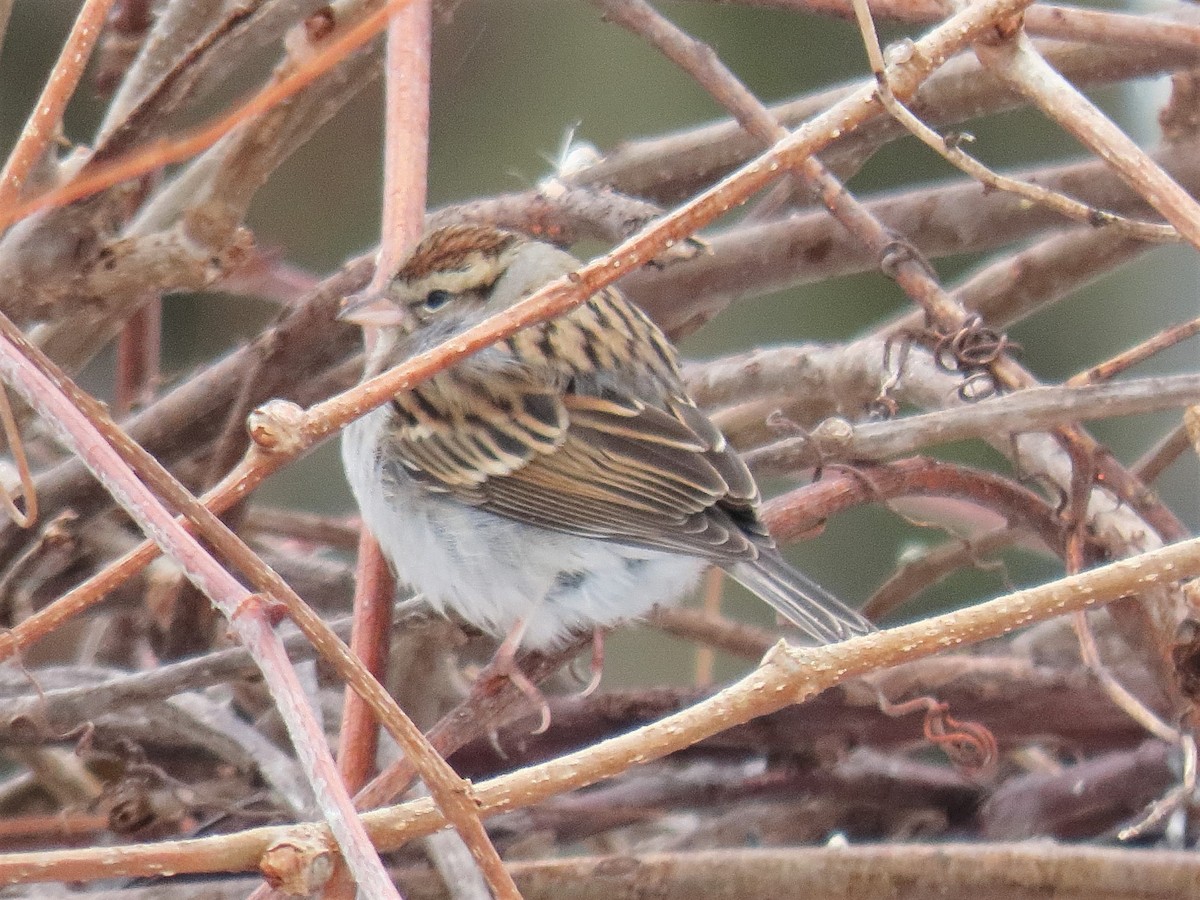 Chipping Sparrow - ML412592031