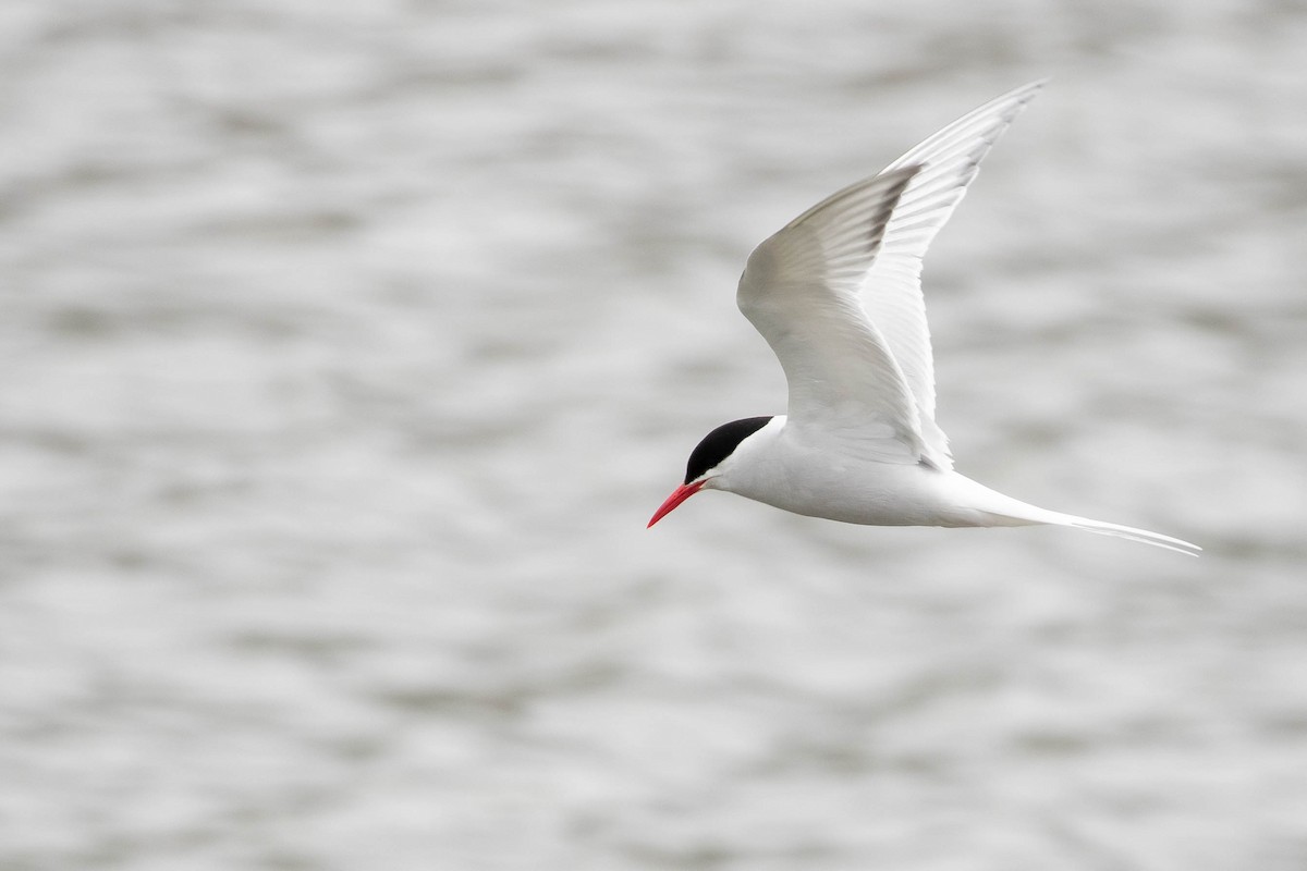 South American Tern - ML412592101