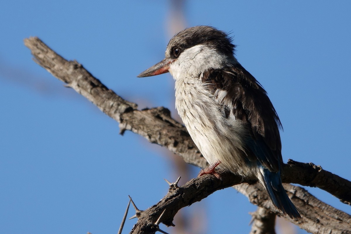 Striped Kingfisher - ML412592251