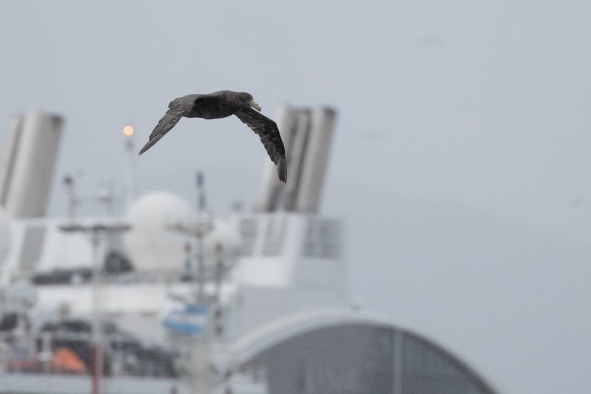 Southern Giant-Petrel - ML412592801